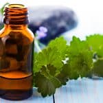 Utiliser de la menthe poivrée pour éloigner les araignées