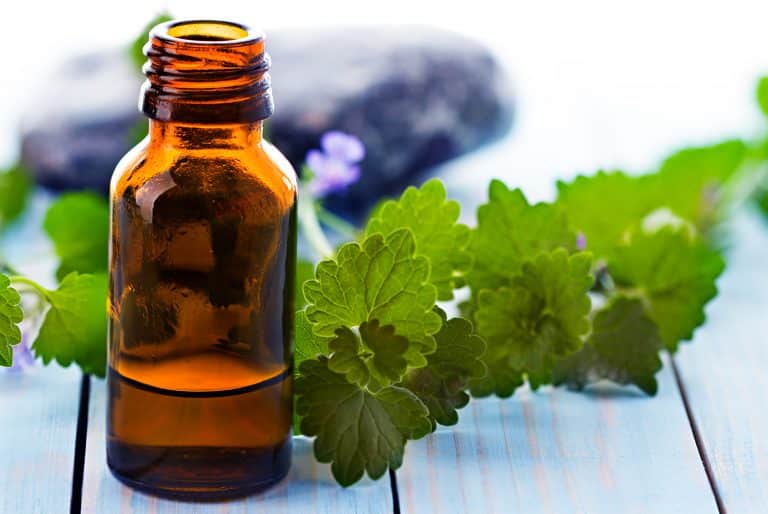 Utiliser de la menthe poivrée pour éloigner les araignées