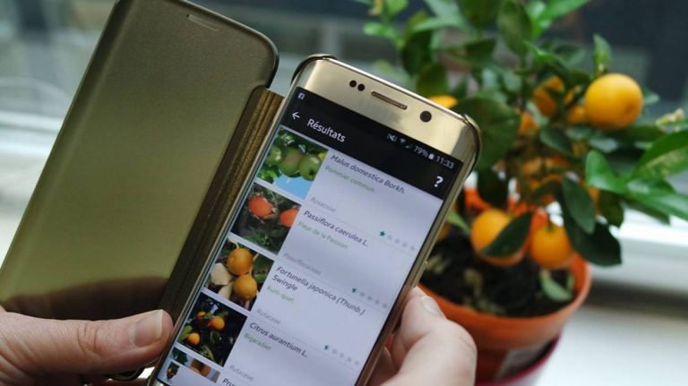 Les plantes ne passeront plus inaperçues avec Pl@ntNet