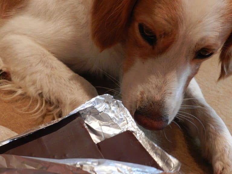 Pourquoi chocolat peut-être toxique pour votre chien