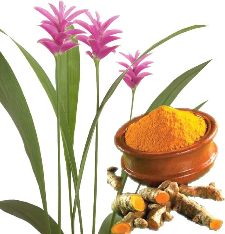 Avoir son propre curcuma et pouvoir se servir à volonté