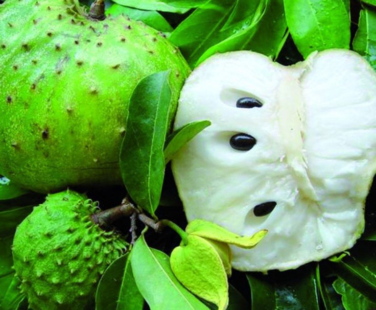 La feuille de corossol : 10.000 fois plus efficace pour traiter plusieurs maladies graves