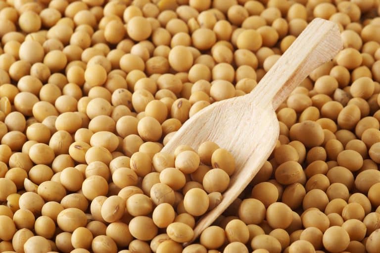 Le soja bénéfique pour notre santé :