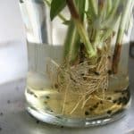 L’astuce clé pour redonner vie aux plantes aromatiques
