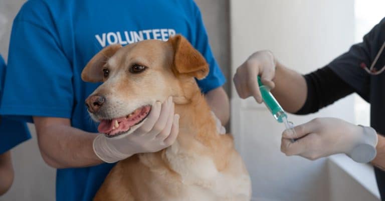 Comment prévenir les problèmes de santé et promouvoir le bien-être des animaux ?