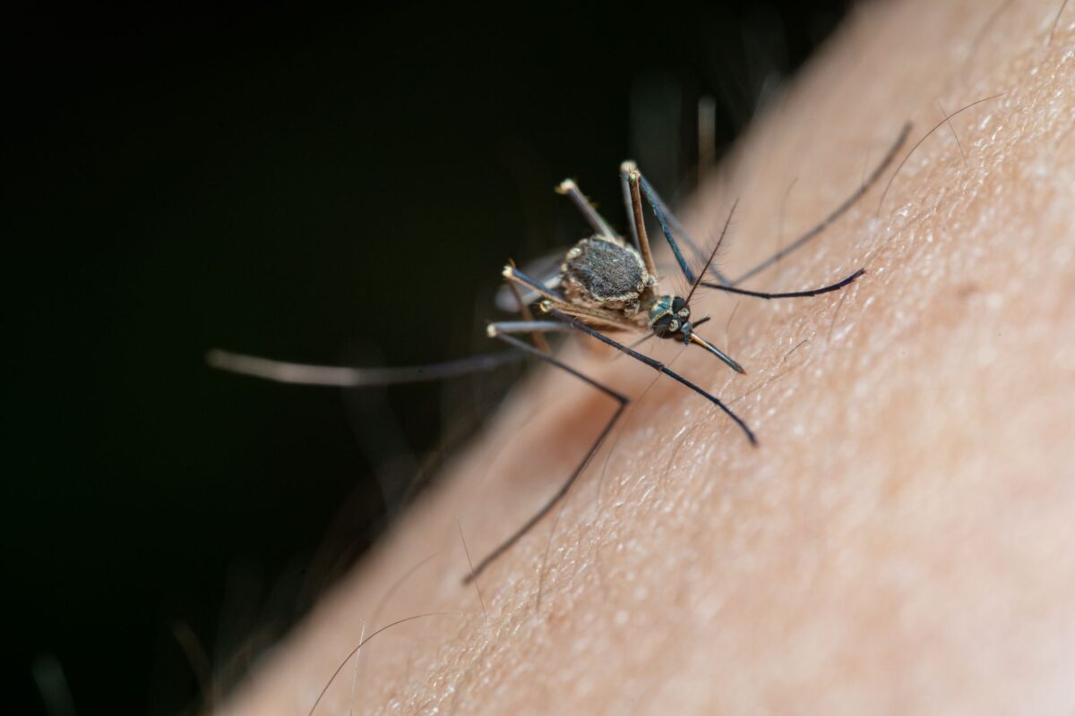 West Nile dans sept régions, un foyer de chikungunya ouvert dans le Lot
