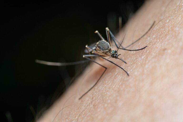West Nile dans sept régions, un foyer de chikungunya ouvert dans le Lot