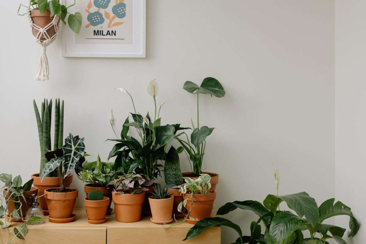 Une plante dans la pièce change-t-elle l’humeur ? Ce que disent les études