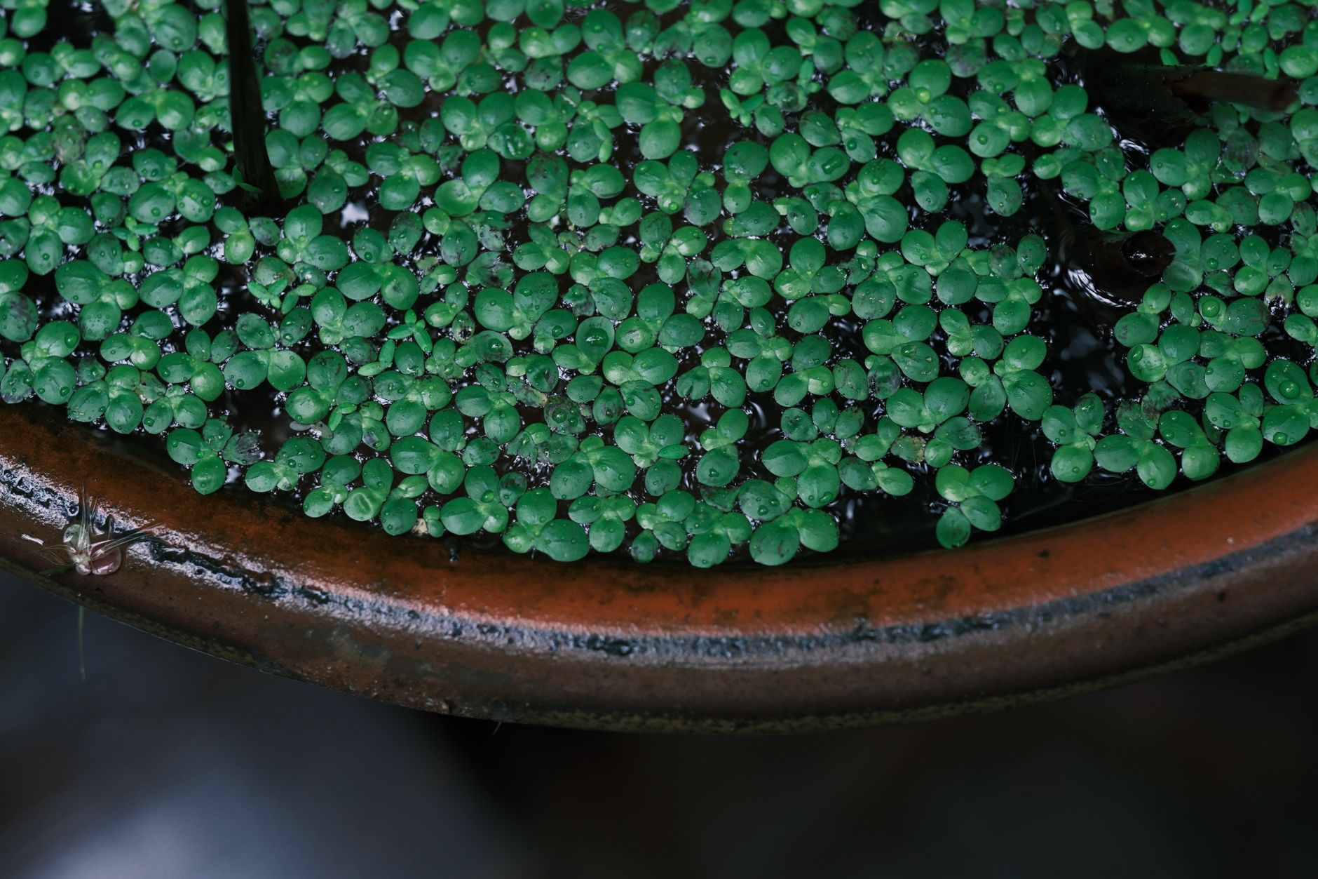 Pot en terre cuite rempli d’eau sombre recouverte de petites plantes aquatiques vertes flottantes, vu de près.